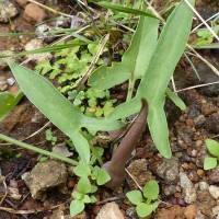 Typhonium roxburghii Schott